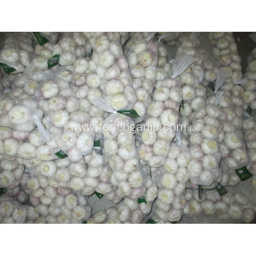 Top Quality Crop 2020 Normal Garlic